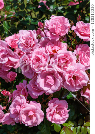 玫瑰園裡綻放著美麗的粉紅玫瑰 玫瑰園裡綻放著美麗的粉紅玫瑰 128313330