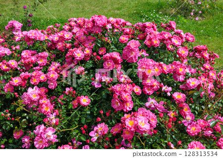 Pink landscape rose flowers in the rose garden Pink landscape rose flowers in the rose garden 128313534