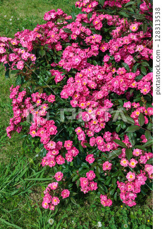 Pink landscape rose flowers in the rose garden 128313538