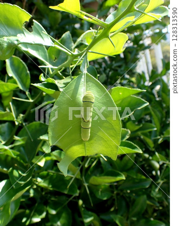 Swallowtail butterfly 5th instar larva Swallowtail butterfly 5th instar larva 128313590