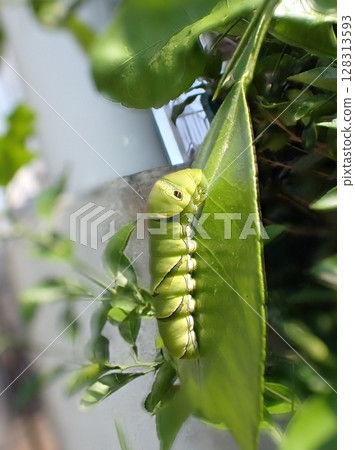 Swallowtail butterfly 5th instar larva Swallowtail butterfly 5th instar larva 128313593