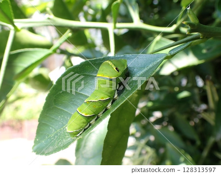 燕尾蝶五齡幼蟲 燕尾蝶五齡幼蟲 128313597