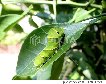 Swallowtail butterfly 5th instar larva 128313599