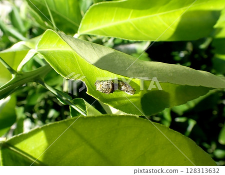 Swallowtail butterfly, middle-aged larva 128313632