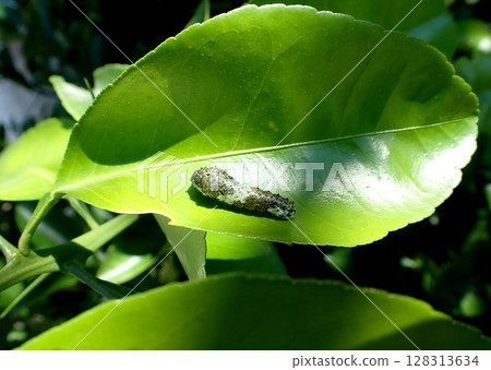 Swallowtail butterfly, middle-aged larva Swallowtail butterfly, middle-aged larva 128313634