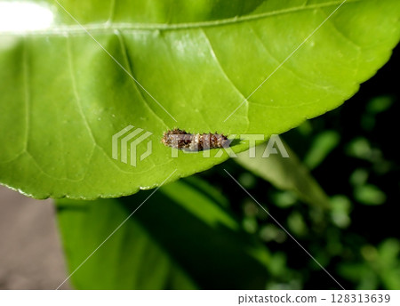 燕尾蝶二齡幼蟲 128313639