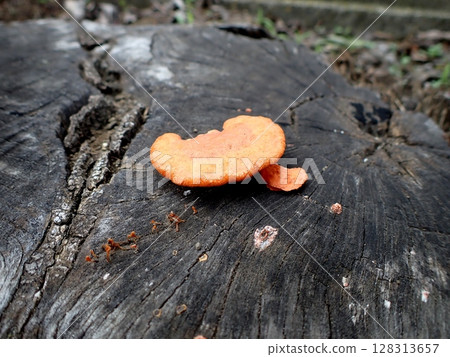 Mushrooms: Horn mushroom, Hiirotake mushroom, Shutake mushroom 128313657