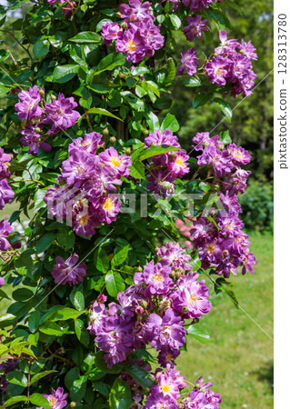 Beautiful lilac rose flowers blooming in a rose garden Beautiful lilac rose flowers blooming in a rose garden 128313780