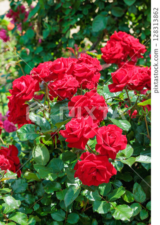 Beautiful red roses blooming in the rose garden Beautiful red roses blooming in the rose garden 128313862