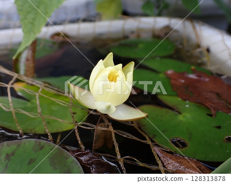 黃睡蓮花 128313878