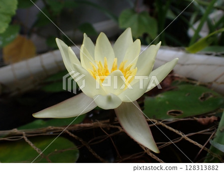 Yellow water lily flower 128313882