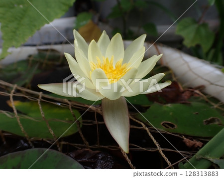 Yellow water lily flower 128313883