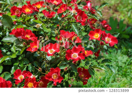 玫瑰園中的紅色風景玫瑰花 128313899