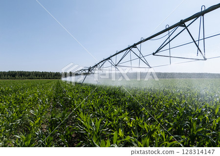 Agricultural pivot irrigation system on a corn field Agricultural pivot irrigation system on a corn field 128314147