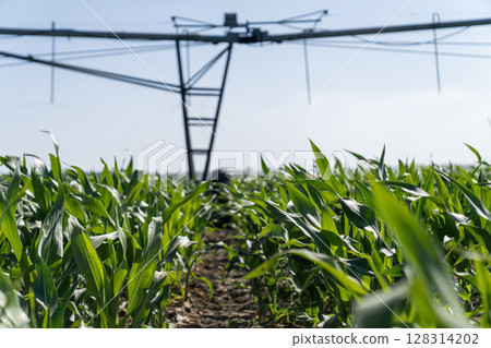Agricultural pivot irrigation system on a corn field 128314202
