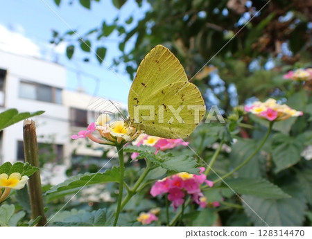 Northern Eurasian Butterfly and Lantana 128314470