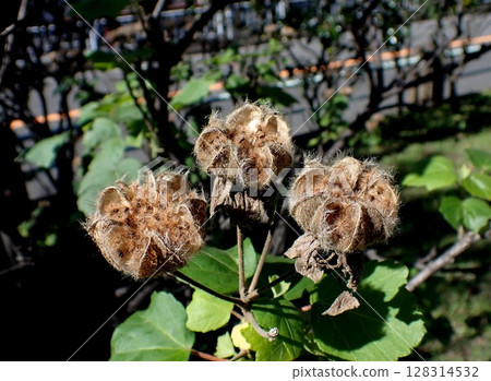 Fruit fruits 128314532