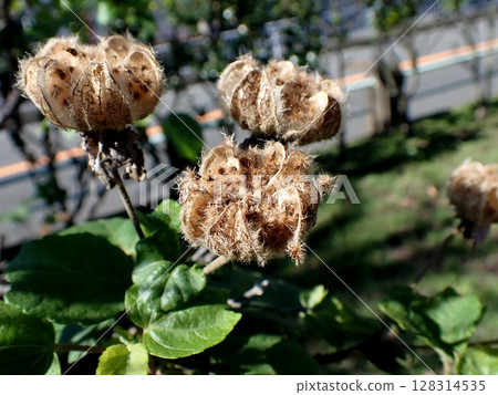 Fruit fruits 128314535