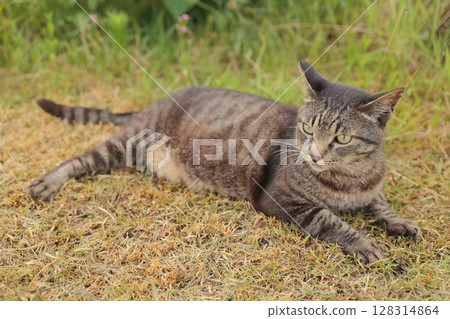Tabby cat playing in the square Tabby cat playing in the square 128314864