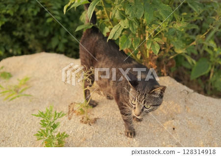 Tabby cat playing in the square Tabby cat playing in the square 128314918