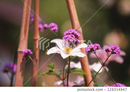 Clematis and Verbena 128314947