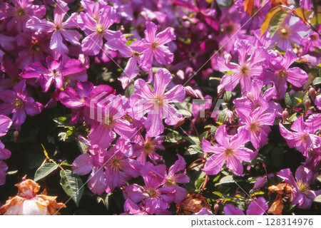Purple clematis 128314976