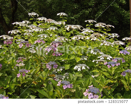 hydrangea hydrangea 128315077