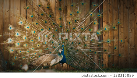 peacock fluffs up his tail and dances in front of the female. Indian Peacock Has Iridescent Blue And Green Plumage. Indian Peafowl Walk Outdoor. All Species Have Crest Atop Head. Pavo Cristatus, Blue 128315089