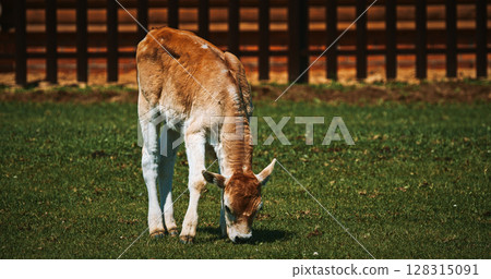 Hungarian Grey Steppe calf. Podolic cattle characterised by long lyre-shaped horns and a pale grey coat. Hungarian Grey cow grazing in livestock farm Hungarian Grey Steppe calf. Podolic cattle characterised by long lyre-shaped horns and a pale grey coat. Hungarian Grey cow grazing in livestock farm 128315091