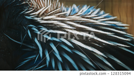 The vulturine guinea fowl - Acryllium vulturinum - is the largest extant species of guinea fowl. Close up of colorful feathers The vulturine guinea fowl - Acryllium vulturinum - is the largest extant species of guinea fowl. Close up of colorful feathers 128315094