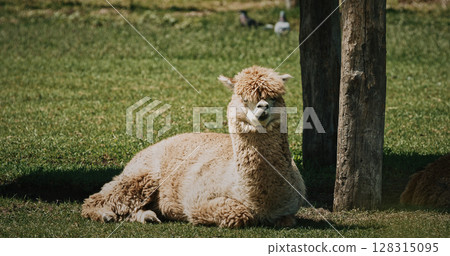 Alpaca relaxing in summer grass. Lama pacos is a species of South American camelid mammal. Alpaca relaxing in summer grass. Lama pacos is a species of South American camelid mammal. 128315095