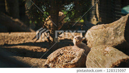 Female common pheasant - Phasianus colchicus, ring-necked pheasant, or blue-headed pheasant, is a bird in the pheasant family Phasianidae 128315097