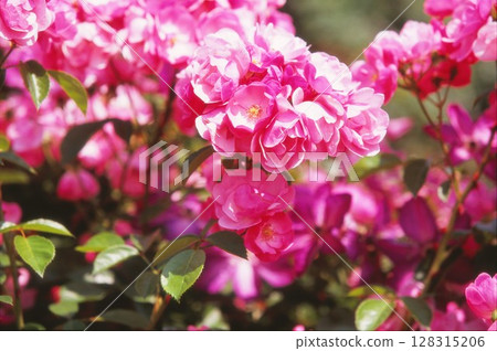 Red rose flowers Red rose flowers 128315206
