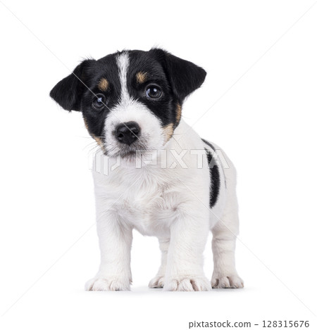 Jack Russell pup on white background 128315676