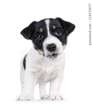 Jack Russell pup on white background 128315677