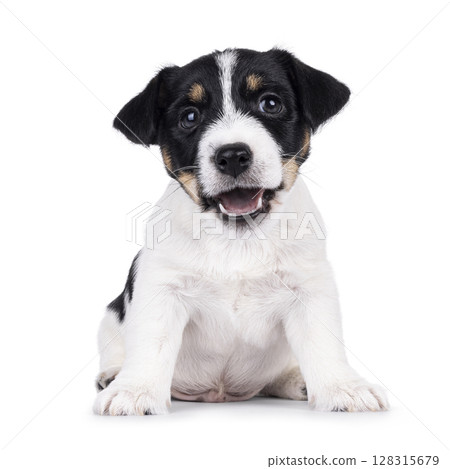 Jack Russell pup on white background 128315679