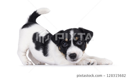 Jack Russell pup on white background 128315682