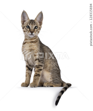 Savannah cat on white background Savannah cat on white background 128315694