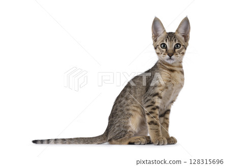 Savannah cat on white background 128315696