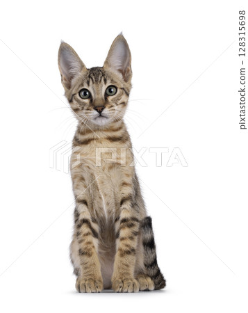 Savannah cat on white background 128315698