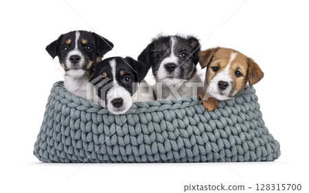 Jack Russell pups on white background 128315700
