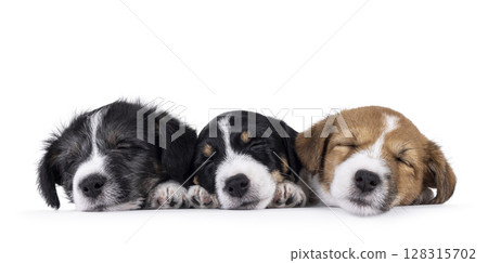 Jack Russell pups on white background 128315702