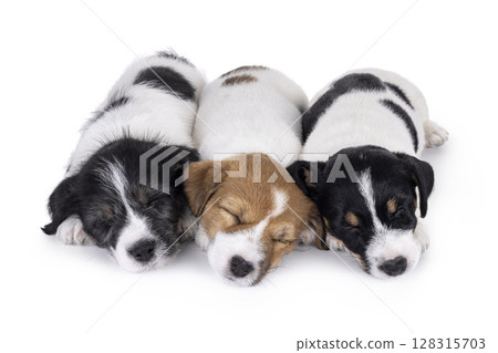 Jack Russell pups on white background 128315703