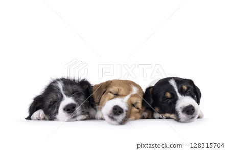 Jack Russell pups on white background 128315704