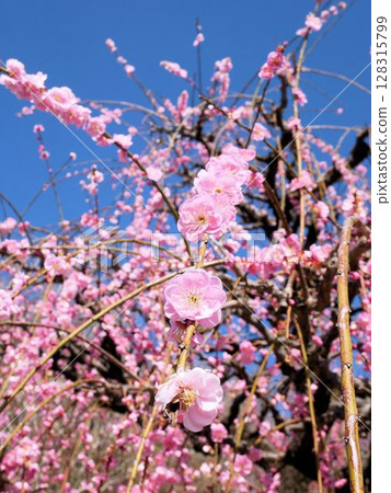 水前寺廟公園的梅花和藍天(熊本市) 水前寺廟公園的梅花和藍天(熊本市) 128315799