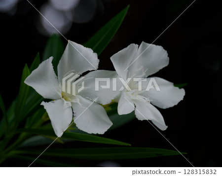 White oleander flower 128315832