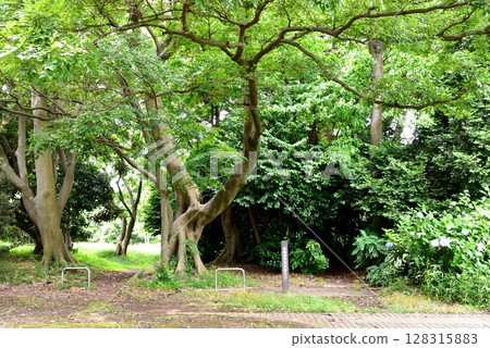 Entrance to Bukenji Civic Forest and hydrangeas in Kanagawa Ward, Yokohama City Entrance to Bukenji Civic Forest and hydrangeas in Kanagawa Ward, Yokohama City 128315883