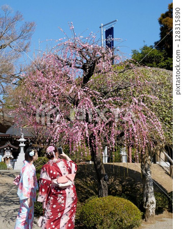Suizenji Park: Beautiful plum blossoms and a woman in a kimono Suizenji Park: Beautiful plum blossoms and a woman in a kimono 128315890