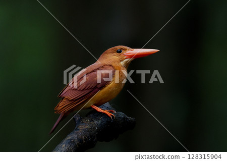 一隻翠鳥棲息在森林的樹枝上 128315904