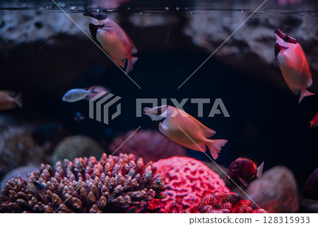 Colorful fish swim gracefully among vibrant coral formations in a serene underwater landscape. 128315933